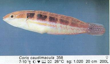 Coris caudimacula